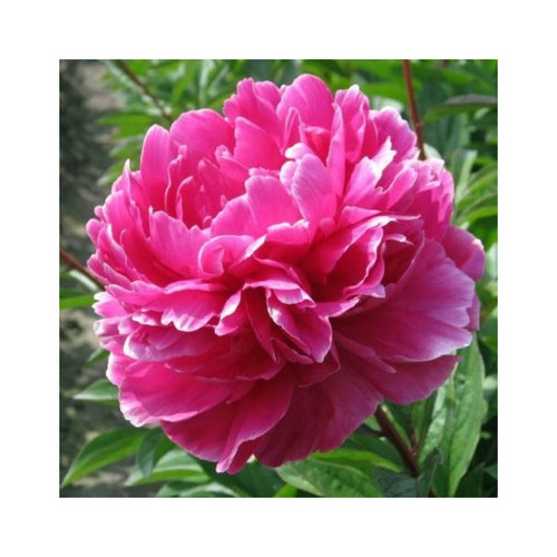 Pianta peonia lactiflora - pianta, di