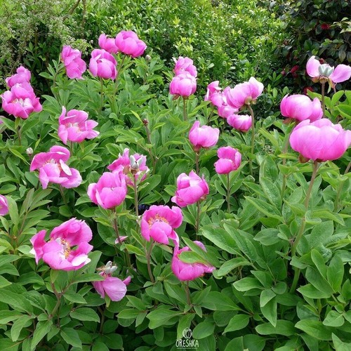Peony crimean pcs fresh - peony,