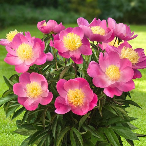 Radice peonia pink nippon - -,