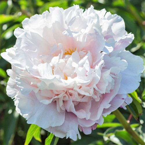 Semi peonia lovely - di, "lovely