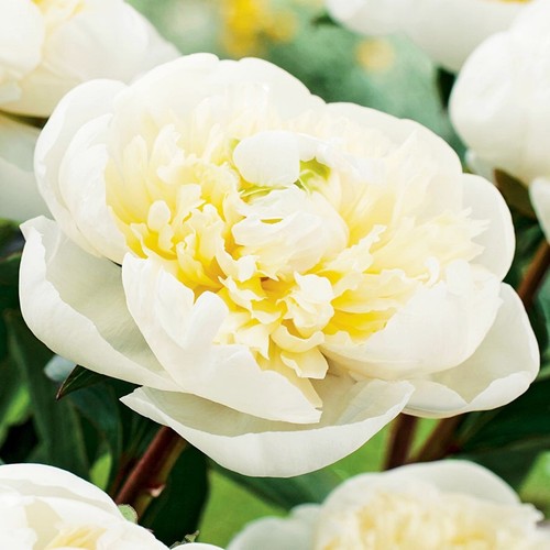 Rizoma peonia fiori giardino