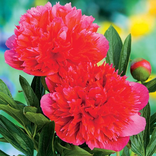 Peonia rizoma pianta perenne