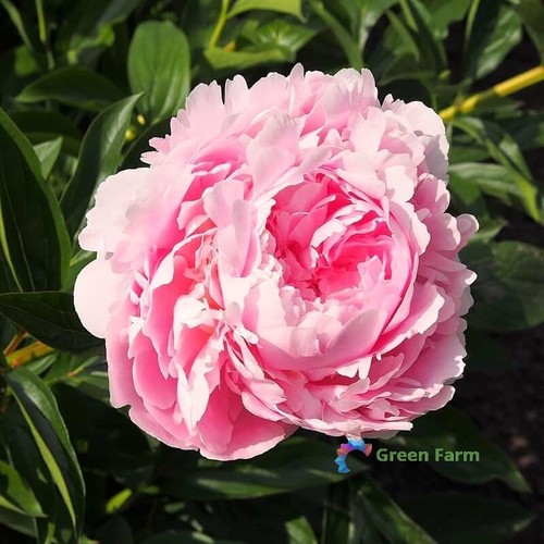 Bulbi paeonia lactiflora - paeonia,