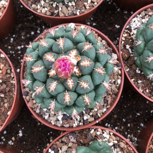 Pianta cactus succulenta 7 - cactus,