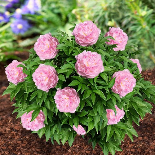 Pianta peonia con radice - pianta,
