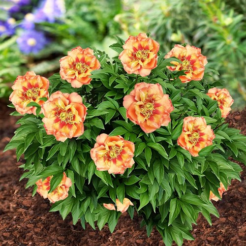 Pianta radice peonia - di,