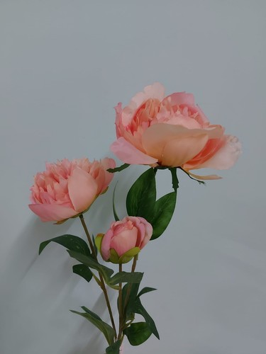 Peonia 65cm malva - peonia,