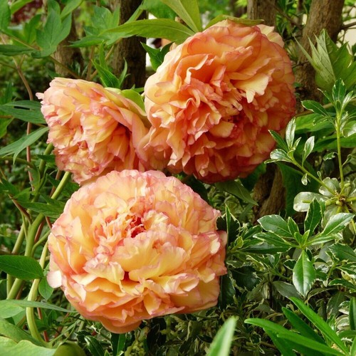 Semi peonia orange - 5, orange"