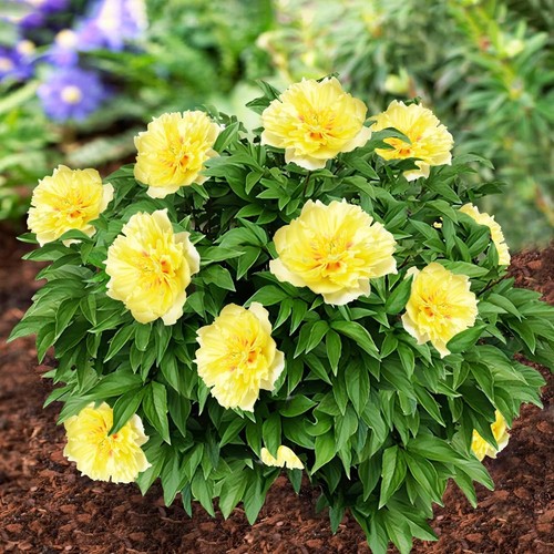 Pianta radice peonia - di,