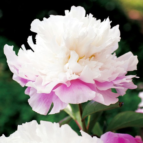 Peonia amabilis rizoma - amabilis, pianta