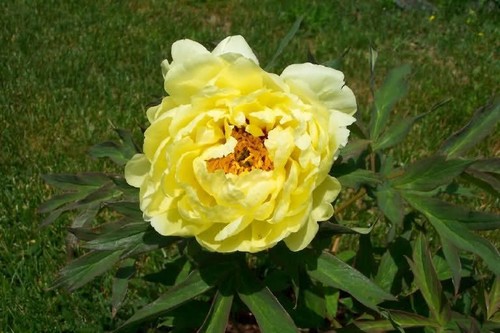 Semi peonia light - 5,