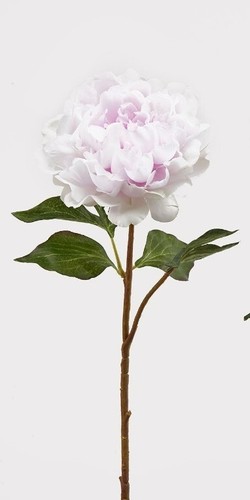 Peonia rex ramo h57 - rex, colore