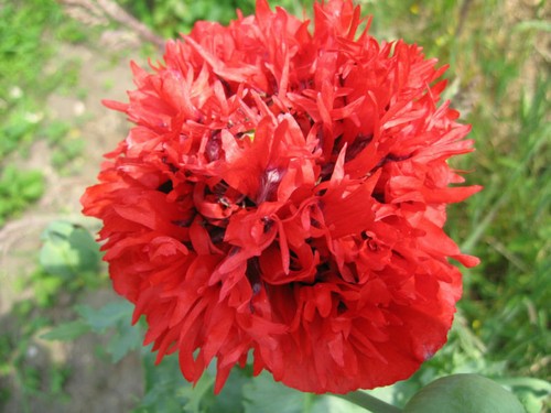 Papavero doppio frangiato - papavero, 50