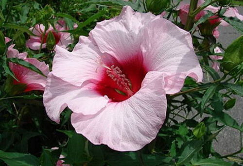 Semi hibiscus lady - -hibiscus-, 'lady