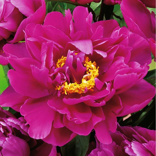 Peonia rizoma fiore paeonia - rizoma,