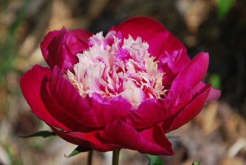 Semi peonia red cap - semi, "