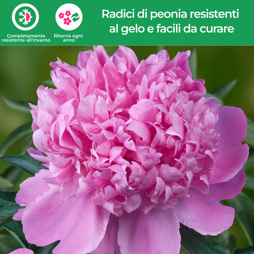 Pianta peonia con - con, radici