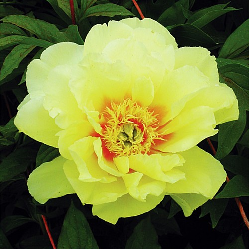 Peonia rizoma pianta perenne