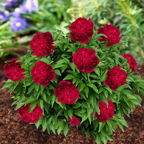 Radice peonia passione - peonia,