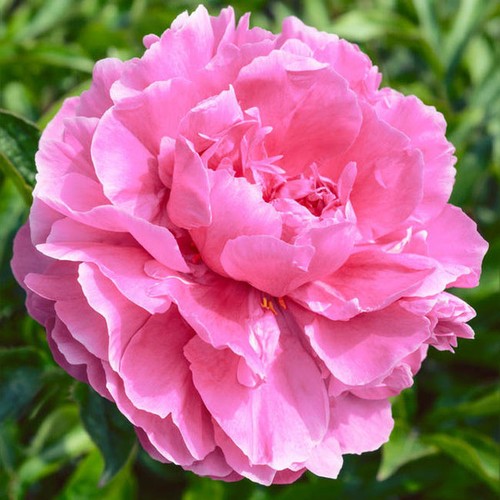 Semi peonia pink - semi, di