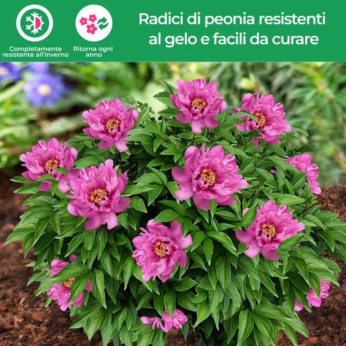 Pianta radice peonia - pianta,