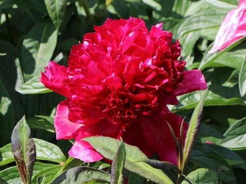 Peonia red charm paeonia - -,