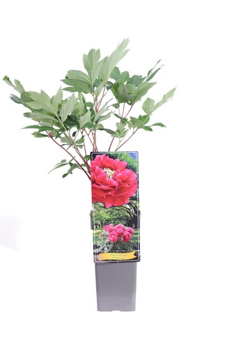Pianta peonia arborea - pianta, di