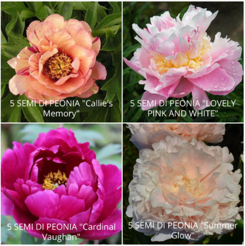 Semi peonia in 4 - di,