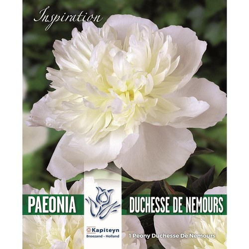 Bulbi peonia duchesse de - bulbi,