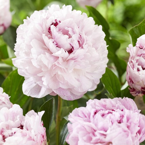 Peonia rizoma pianta perenne