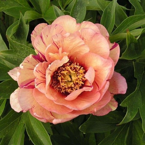 Semi peonia callie - 5,