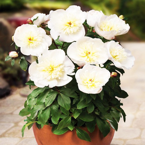 Peonia rizoma pianta - , perenne