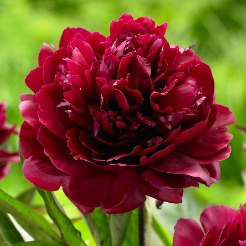 Semi peonia queen black - peonia,