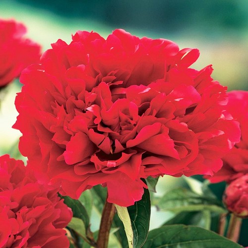 Peonia felix crouse rizoma - peonia,
