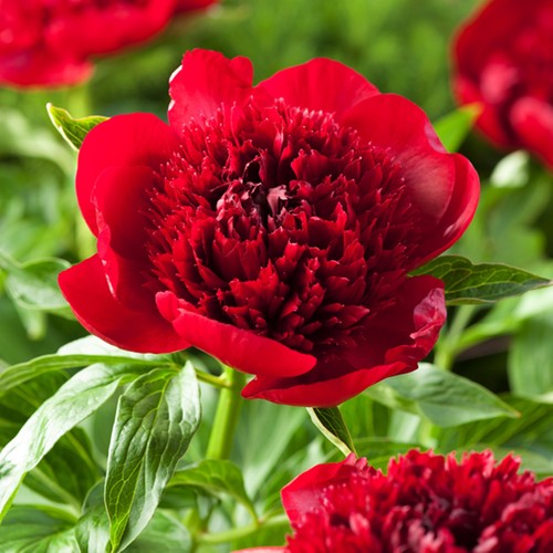 Peonia rizoma pianta - , perenne