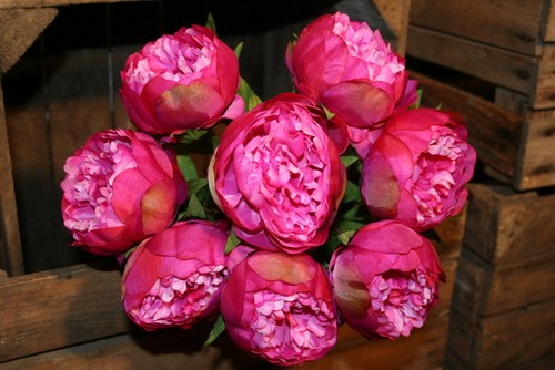 Semi peonia red pink - red,