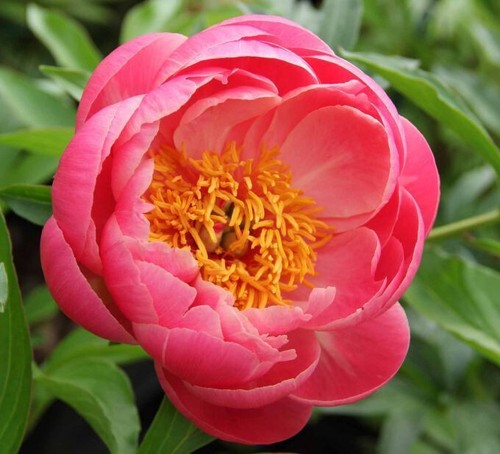Semi peonia coral - 5, "coral