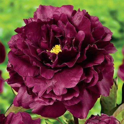 Semi peonia black - semi, "black