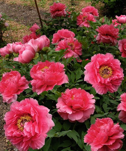 Semi peonia gigante di - di,