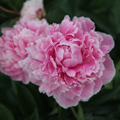 Semi peonia sarah - peonia, "