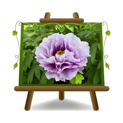Peonia suffruticosa lilla - peonia,