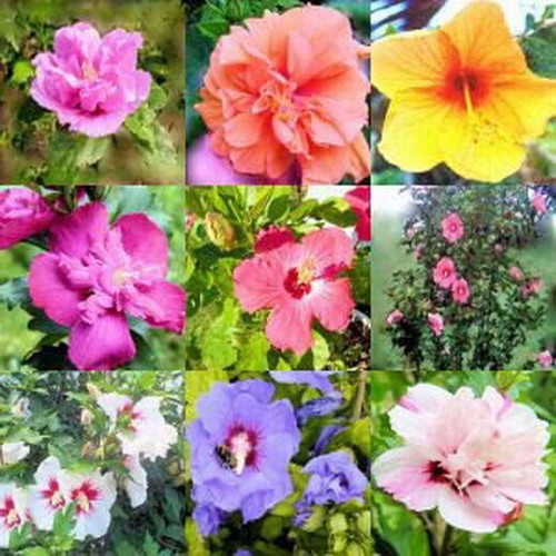 Hibiscus syriacus mix 100 - in,