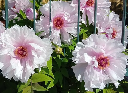 Semi peonia arbustiva - semi,