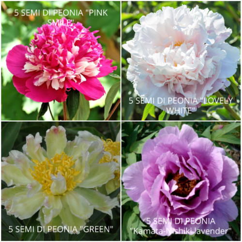 Semi peonia in - di,