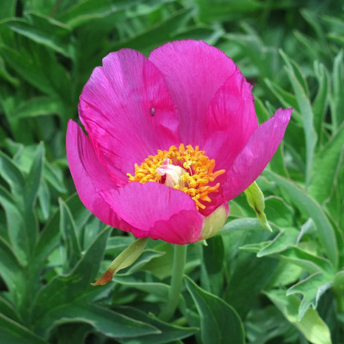 Peonia selvatica 10 semi - 10,