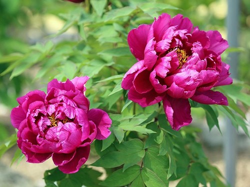 Semi peonia competition - 5, "competition
