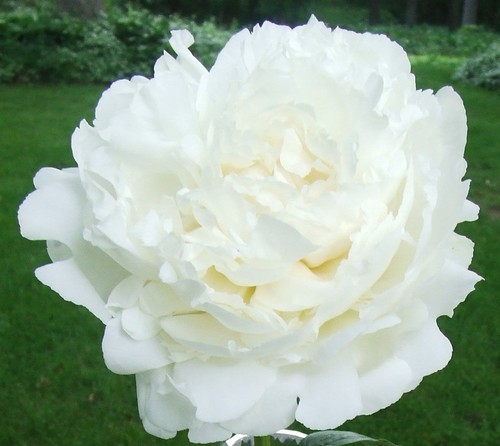 Semi peonia luminous - di,
