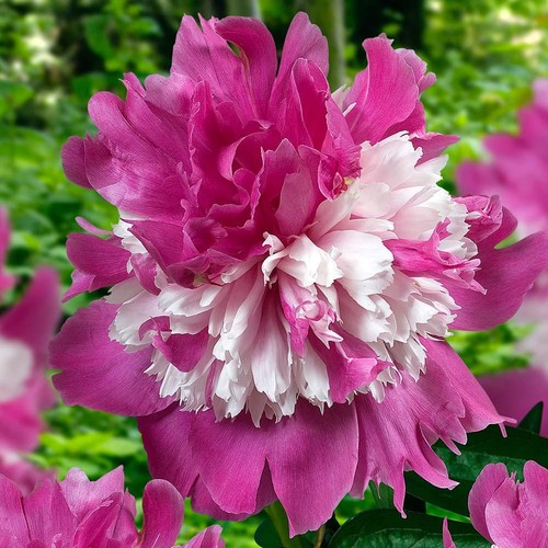 Semi peonia pink girl - di,