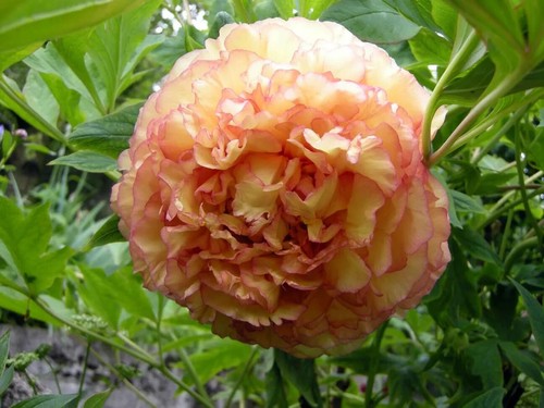 Semi peonia kinko - 5, +