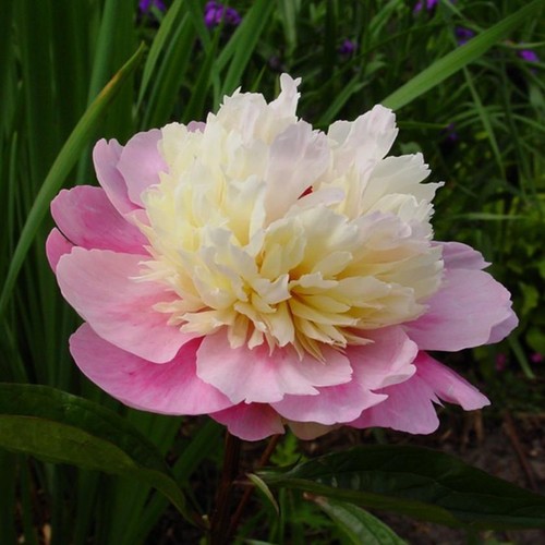 Semi peonia lovely white - semi,